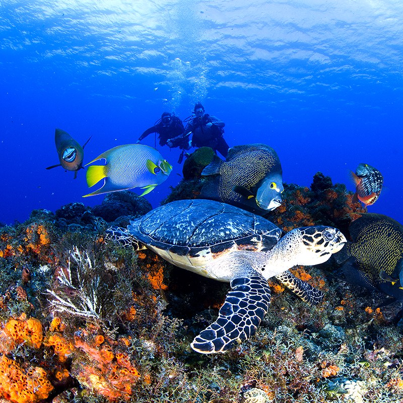 Cozumel: Expert-Led Deep Scuba Dive on the Palancar Reef System