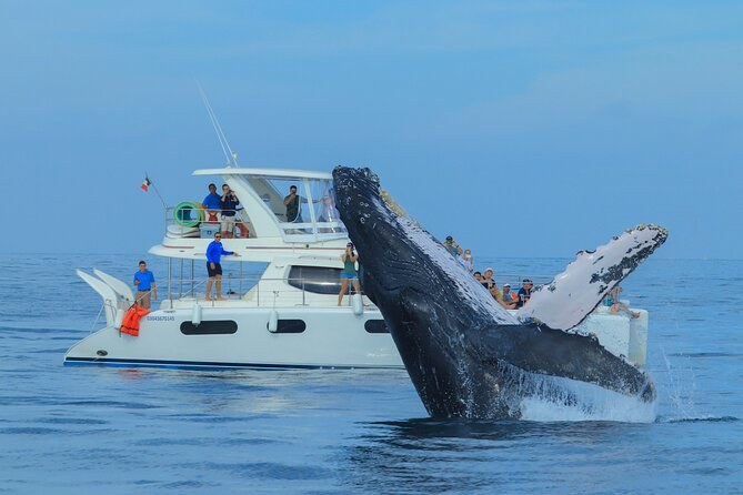 Los Cabos Whale Watch: Private Luxury Catamaran Experience