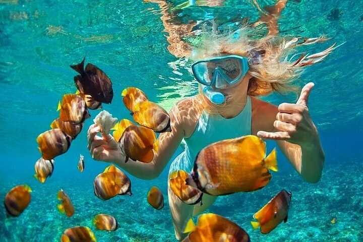 Catalina Island: Private Snorkel Safari & 'The Wall' Dive