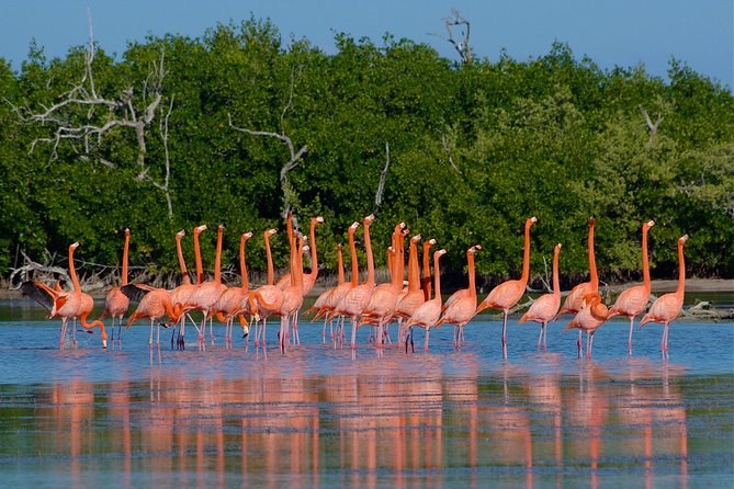 Flamingo & Wildlife Boat Safari, Celestún Biosphere Reserve