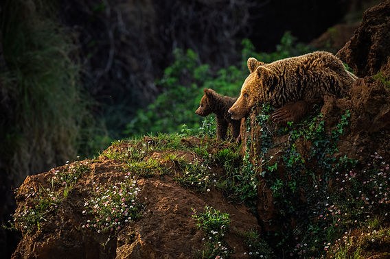 Wildlife Watching: Brown Bears of the Cantabrian Mountains