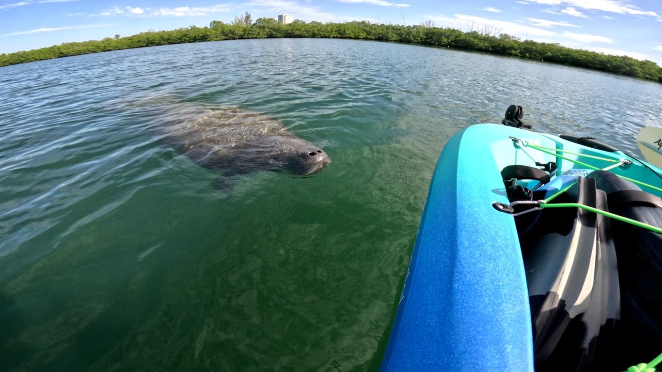 Private Dolphin & Wildlife Eco-Charter: Sarasota Bay
