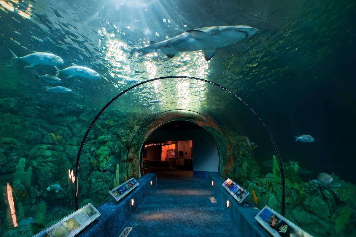 Moody Gardens Rainforest & Aquarium Pyramid: Private Experience