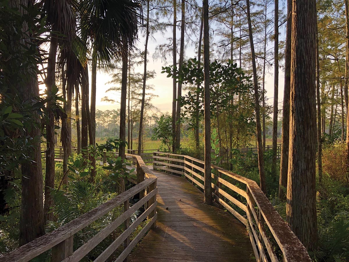 Corkscrew Swamp Sanctuary: Private Guided Boardwalk at Dawn