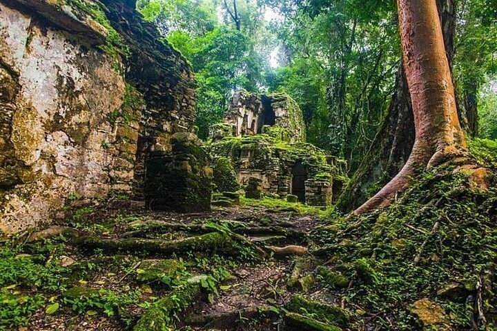 Private Guided Rainforest Hike to a Sacred Mayan Ruin