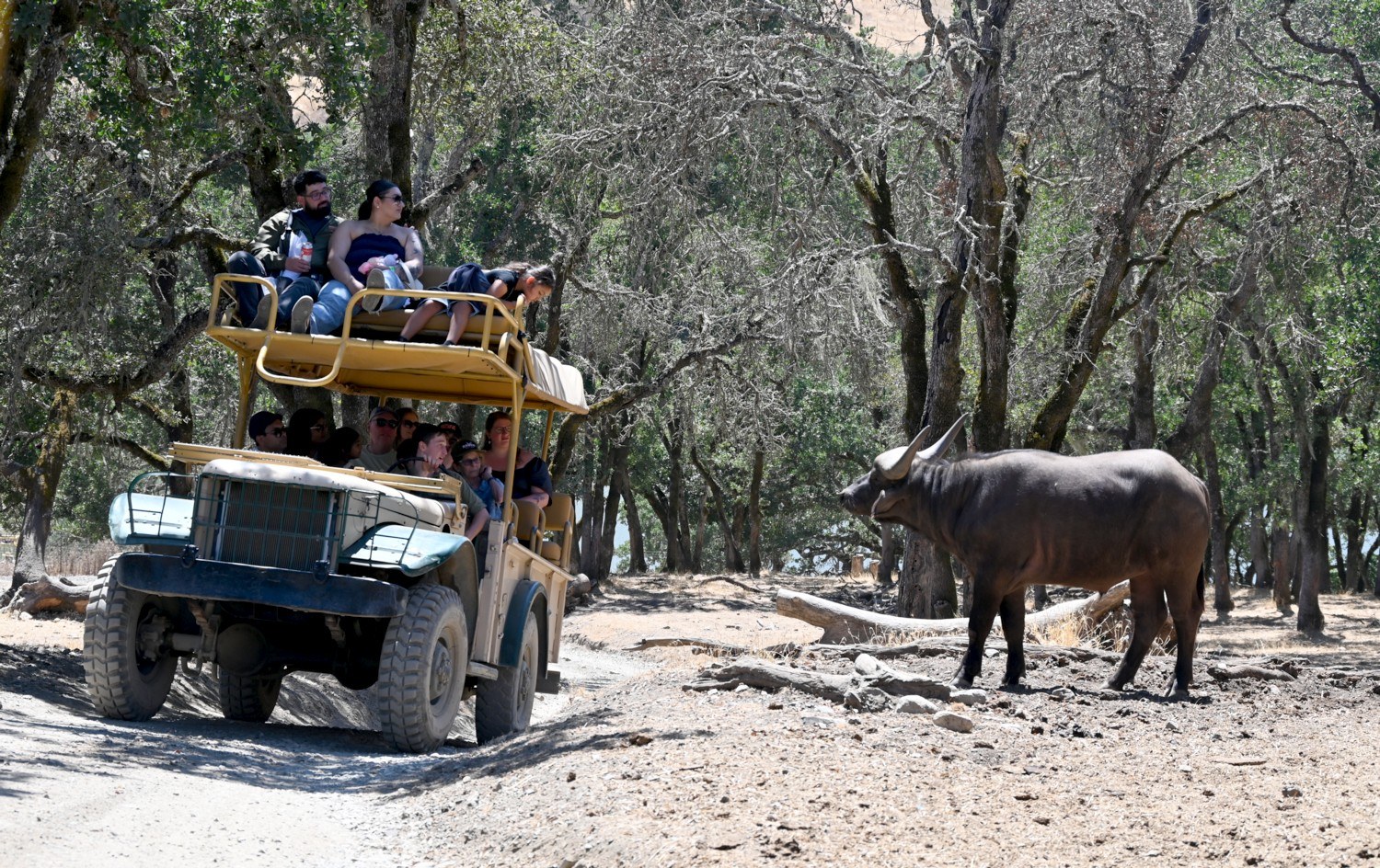 Immersive Local Wildlife & Nature Reserve Safari