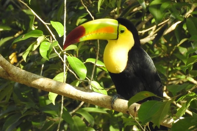 Exclusive Wildlife & Bird Watching: Sian Ka'an Biosphere