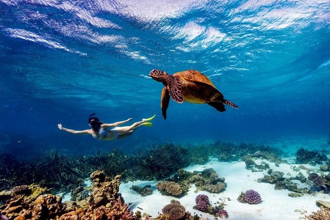 Wasini Island & Kisite Marine Park Snorkel with Dolphins
