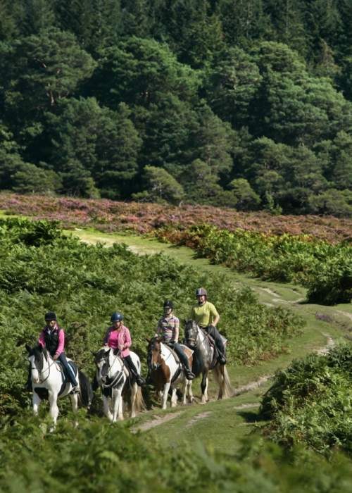 New Forest: Private Guided Ride & Estate Picnic on Horseback