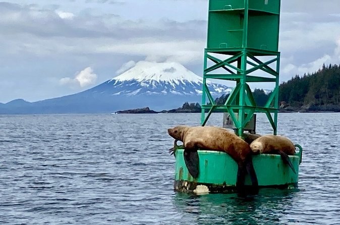 Private Wildlife Boat Safari: Rare Seabird Colonies & Marine Life
