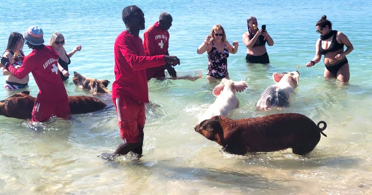Swim with the famous wild pigs at Crystal Beach -- as a half-day, not an Exumas charter