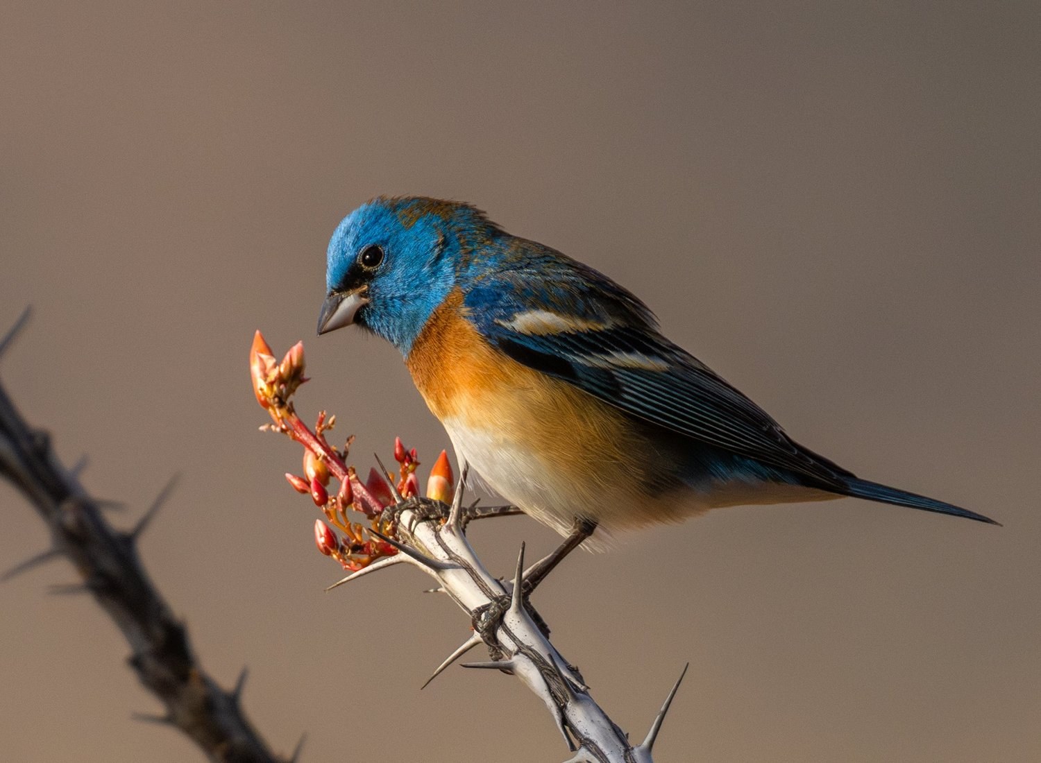Qbuin Biosphere Reserve: Private Wildlife & Bird Photography Safari