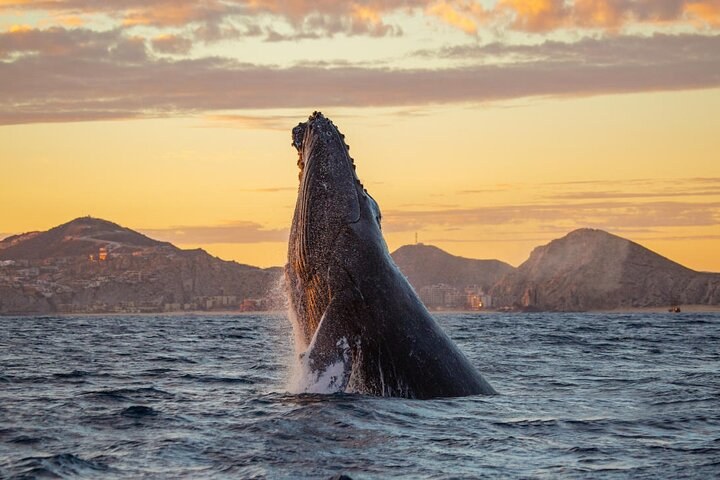 Whale Watch & Marine Wildlife Safari – Los Cabos