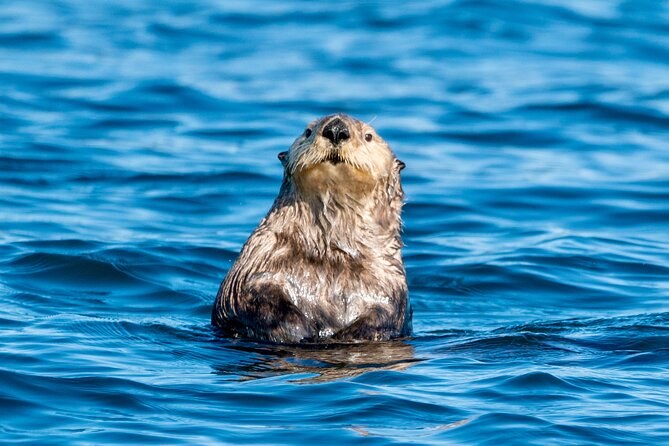 Sitka: Sea Otter & Raptor Private Wildlife Kayak Expedition