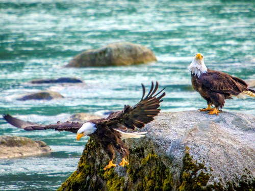 Haines: Private Bald Eagle Fly-Fishing Float on the Chilkat