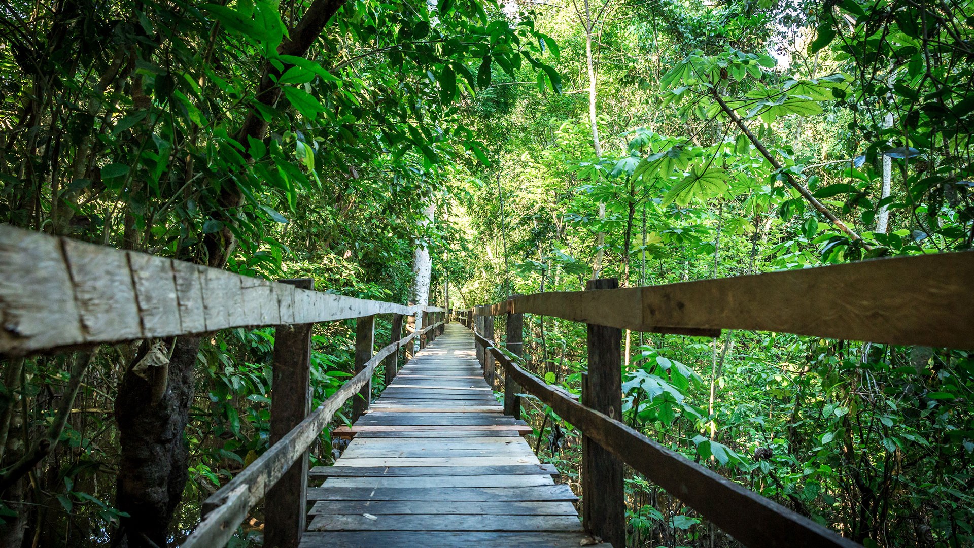 Endemic Wildlife & Rainforest Canopy Walk with Naturalist Expert