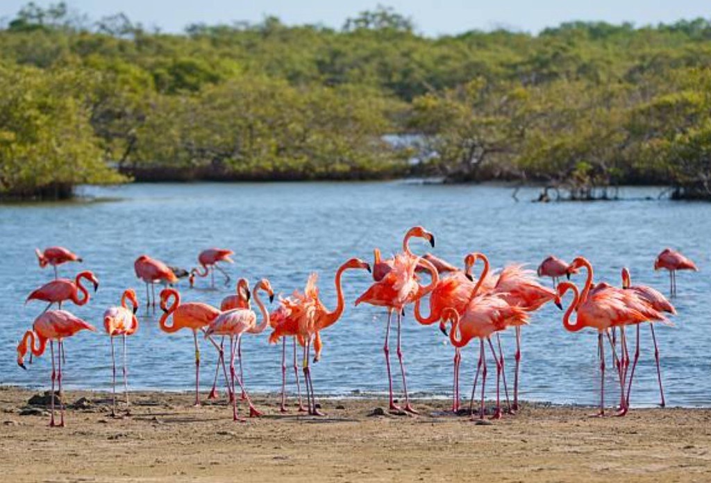 Bonaire: Self-Drive UTV Island Safari to Remote Salt Flats & Flamingos