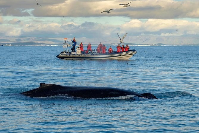 Midnight Sun Whale Watching: Private RIB Speedboat Safari
