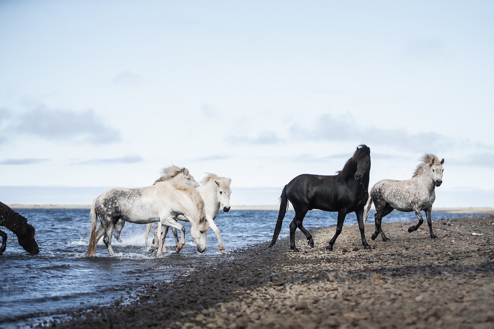 Horse Whispering & Viking Feast: Iceland's Sacred Horse Heritage