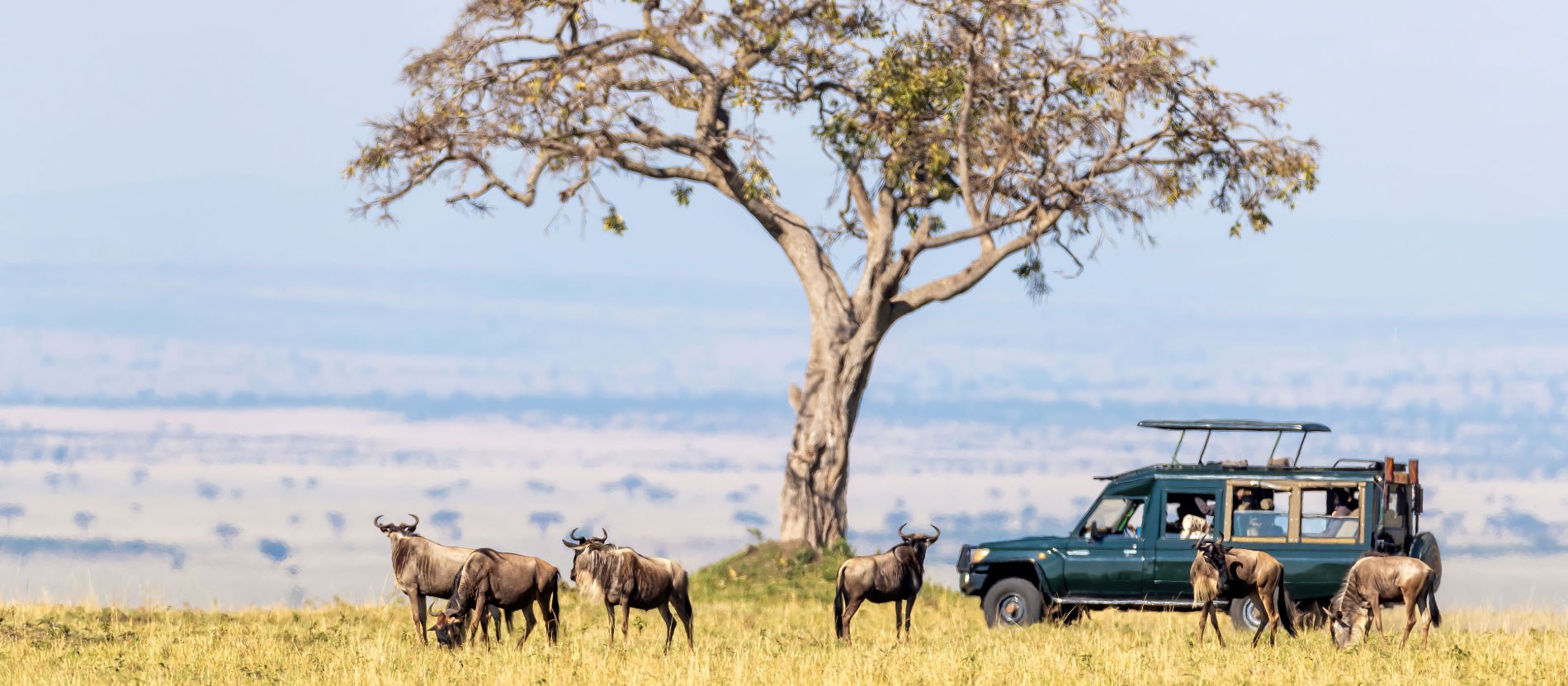 Private Wildlife Safari & Endemic Species Expedition