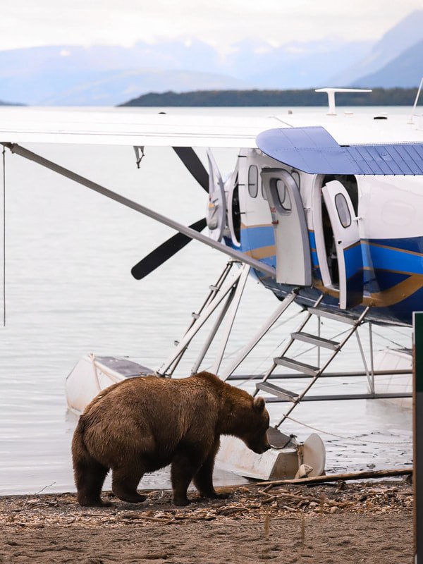 Brown Bear Viewing by Private Float Plane: Katmai National Park