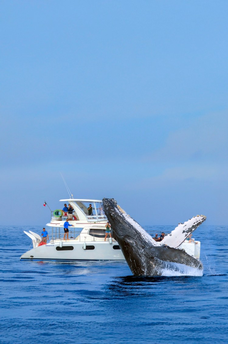 Private Luxury Whale-Watching Aboard a Charter Vessel