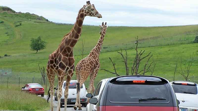 Wethlob Wildlife Reserve: Private Birding & Wildlife Safari