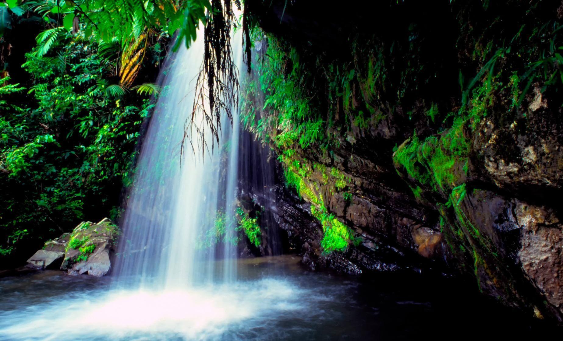 El Yunque Rainforest: Private Guided Waterfall Hike