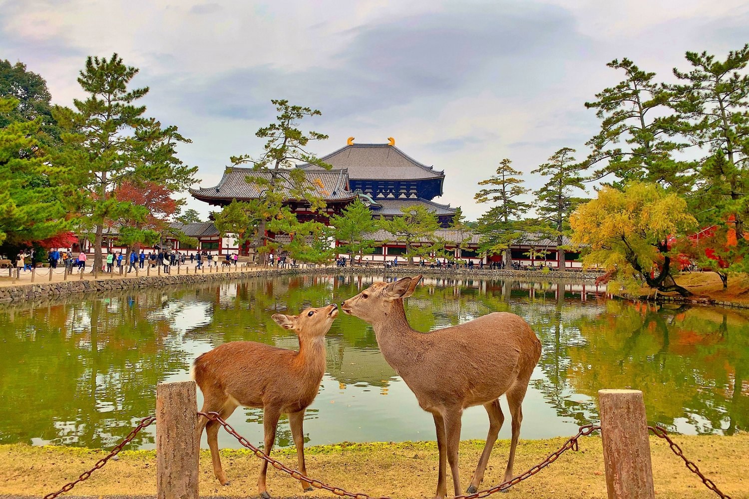 Nara Private Safari: Ancient Deer Park, Tōdai-ji & Sake Tasting