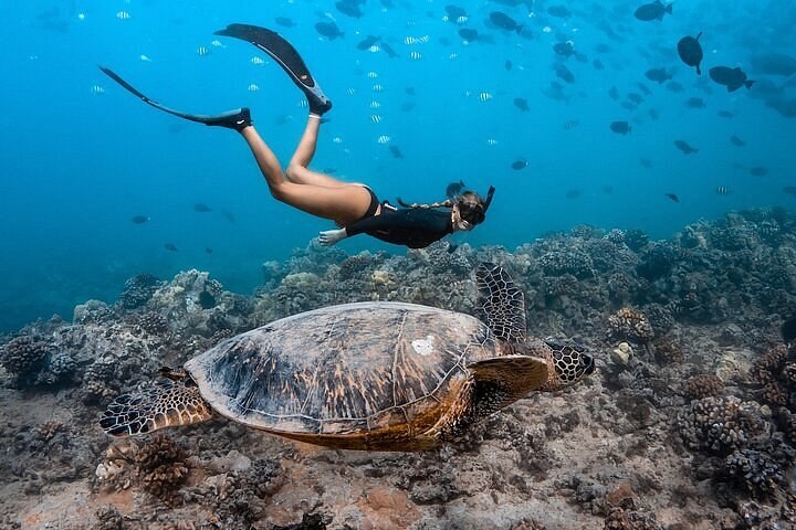 Swim with Turtles: Private Marine Reserve Snorkel Experience