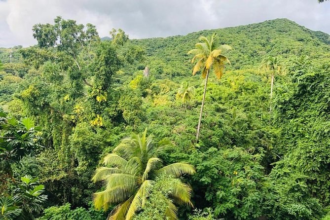 Private St. Kitts Island Safari: Rainforest & Brimstone Hill