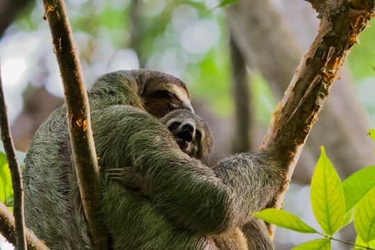 Private Sloths & Rainforest Canopy Walk, Manuel Antonio