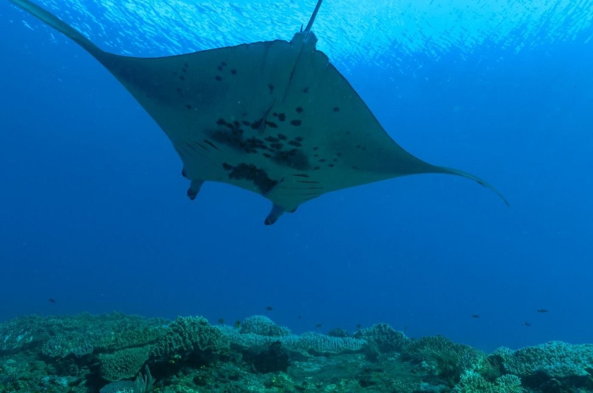 Manta Ray Encounter: Private Snorkel at Manta Sandy