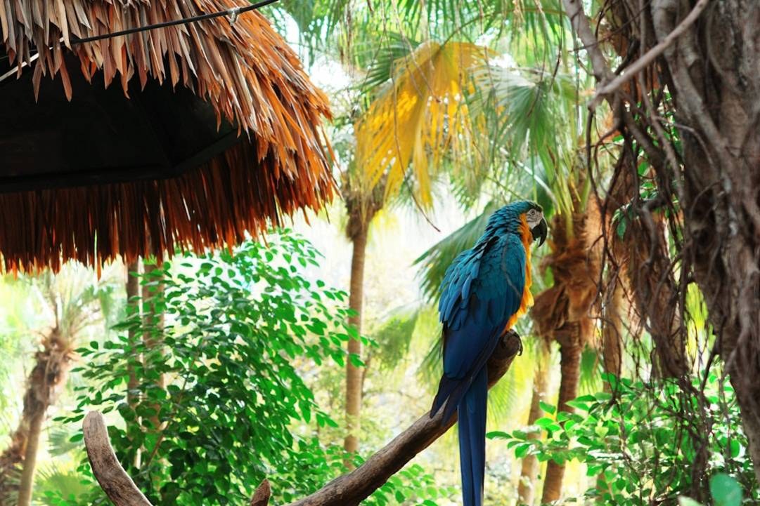 Bird of Paradise: Dawn Jungle Trek on Gam Island
