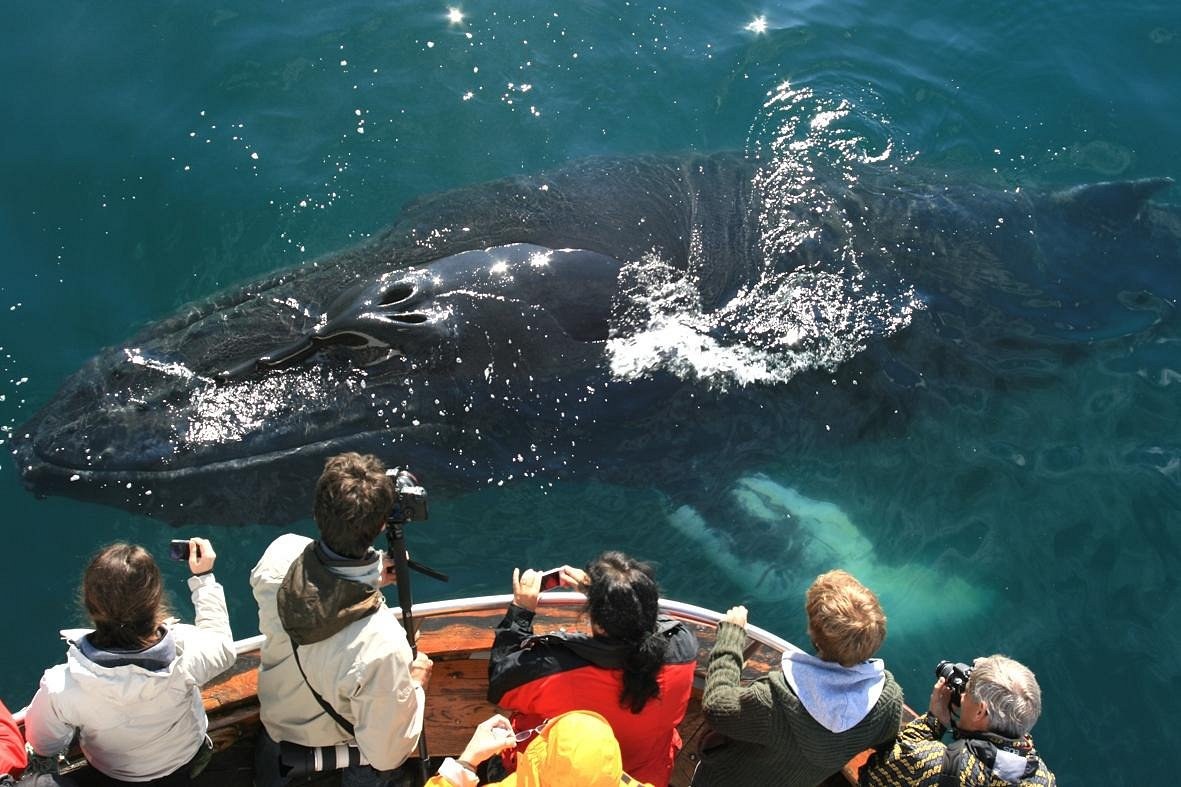 Arctic Wildlife Watching: Whales, Seals & Seabirds by Private Vessel
