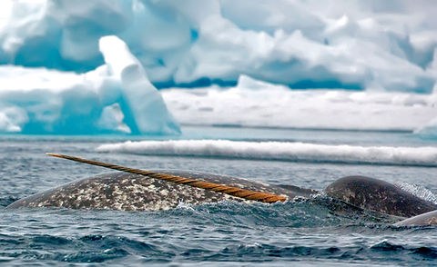 High Arctic Wildlife Safari: Polar Bear & Narwhal Watch