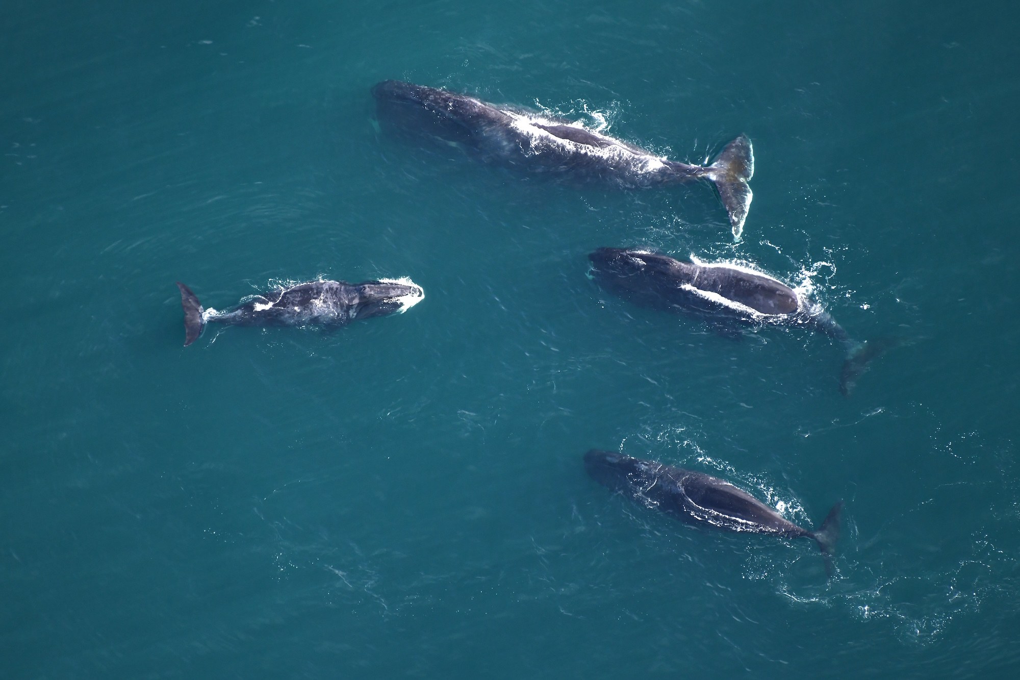 Beluga & Bowhead Whale Watching by Zodiac: Beaufort Sea