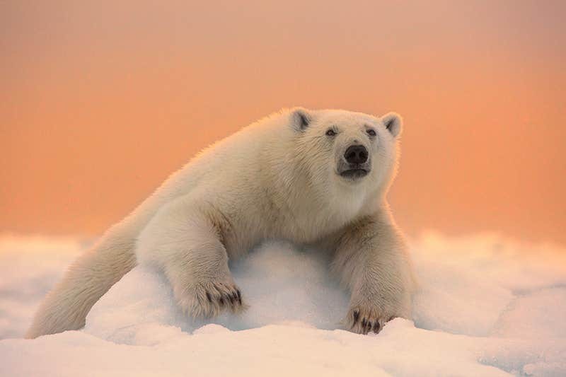 Arctic Photography Expedition: Tundra, Wildlife & Midnight Light