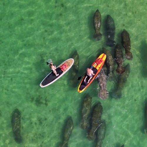 Dolphin, Manatee & Mangrove Kayak or Paddleboard Safari