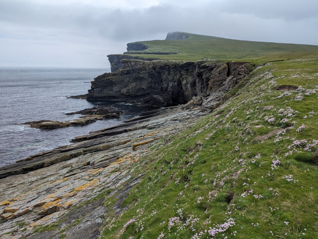 Noss NNR Coastal Walk: Inside a Seabird City