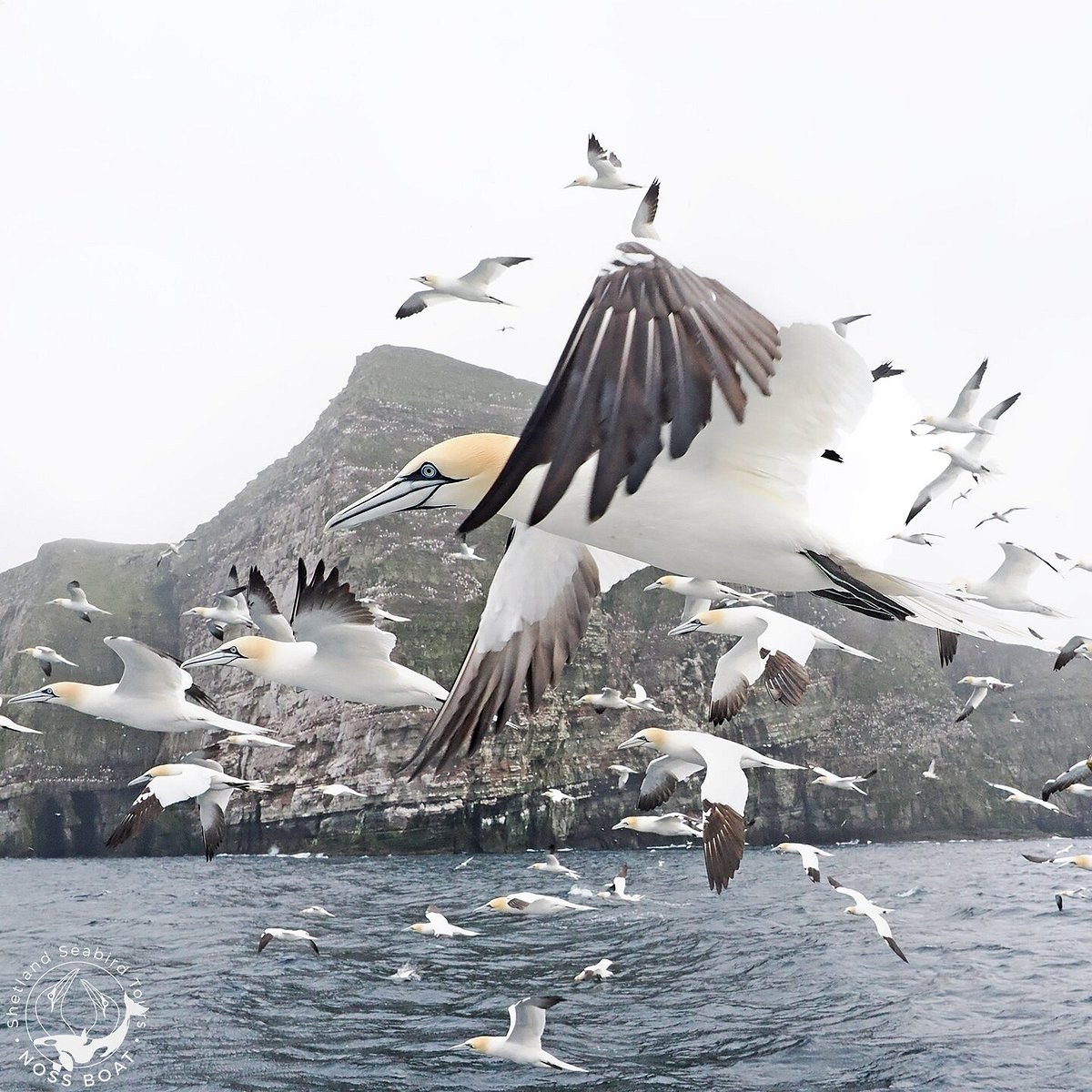 Shetland Seabird Tours: Early-Morning Puffin & Gannet Spectacle