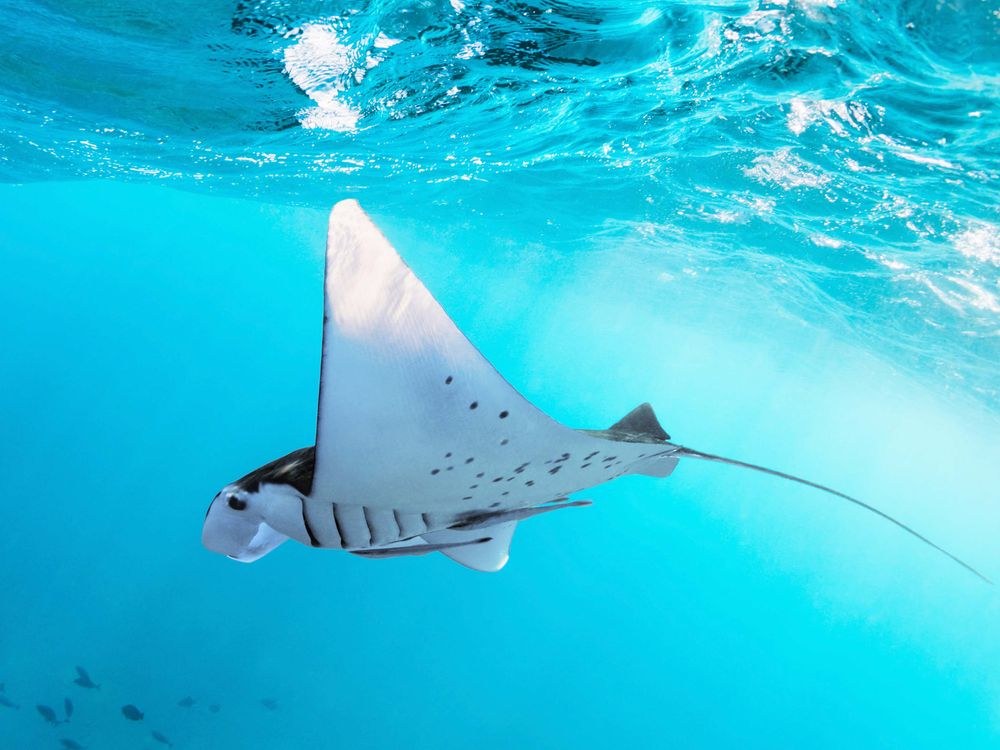 Triton Bay: Private Snorkel & Manta Ray Encounter