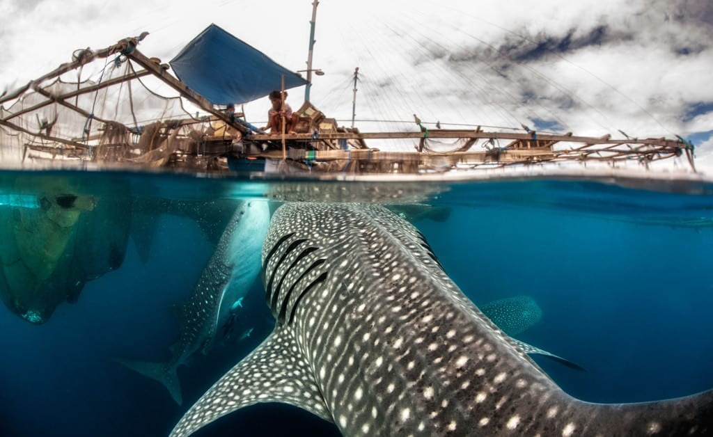 Cenderawasih Bay: Private Wildlife Cruise for Whale Sharks