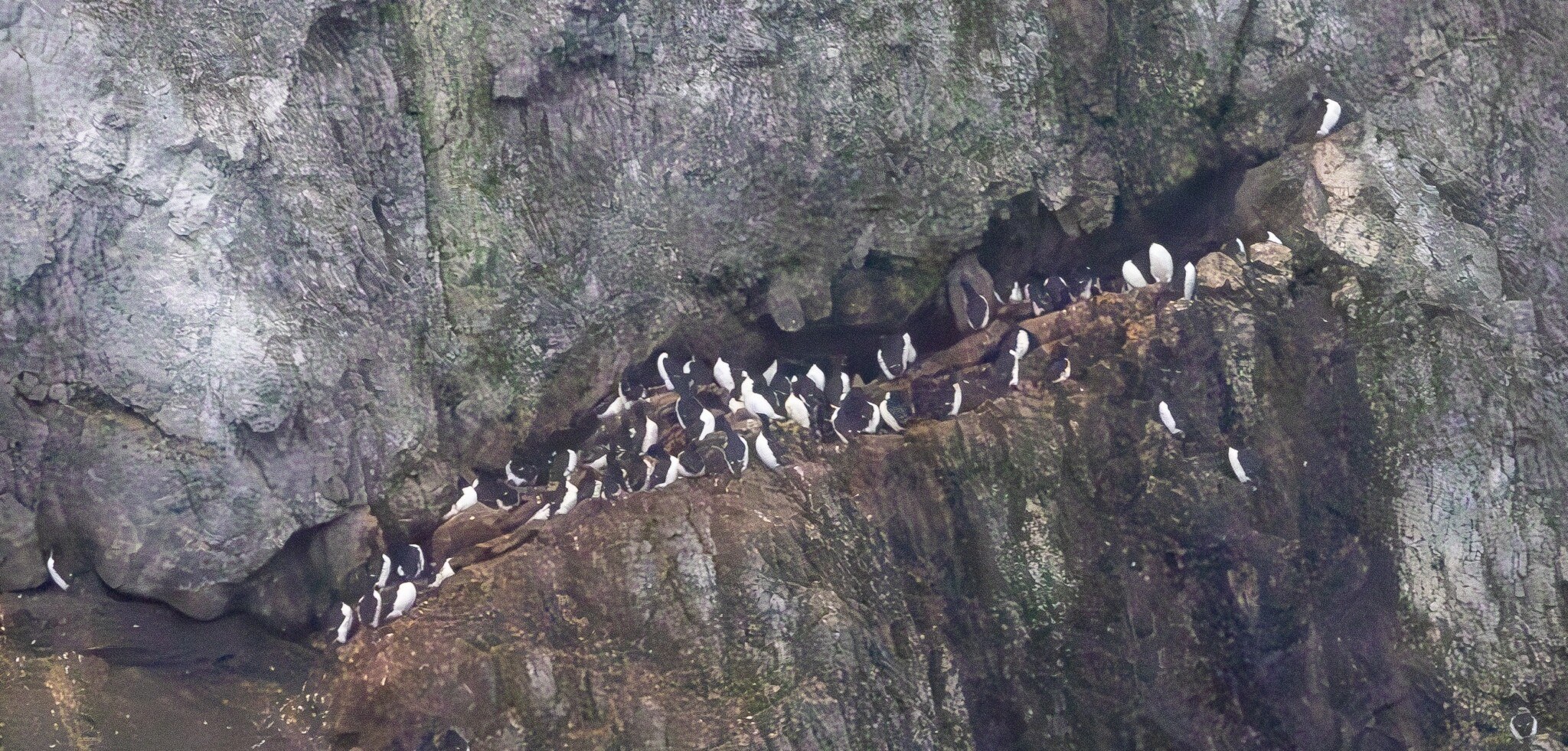 Seabird Colony Spectacle: Thick-billed Murre Cliff Watch