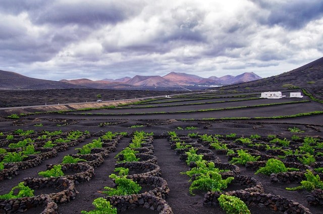 La Geria Wine Valley & Bodega: Private Volcanic Terroir Tasting