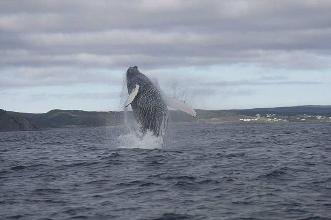 Hudson Strait Whale & Marine Wildlife Zodiac Safari