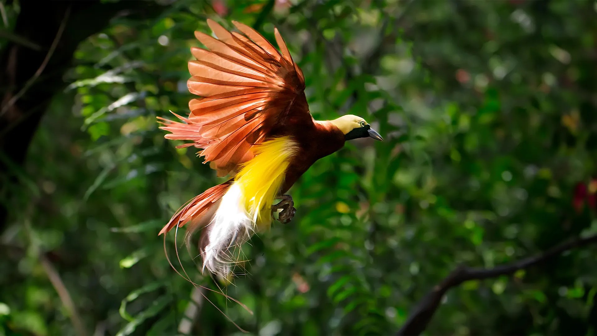 Raja Ampat Bird of Paradise Forest Trek