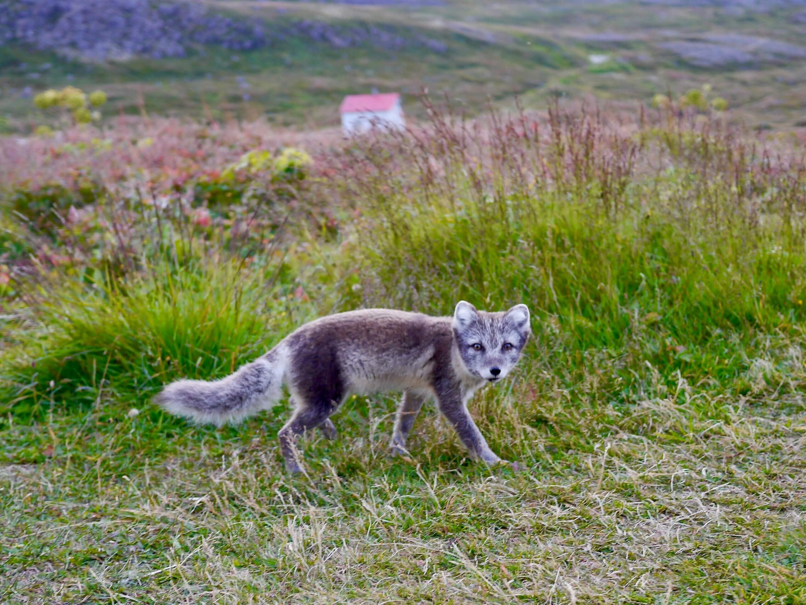 Eastfjords Reindeer & Arctic Fox Wildlife 4×4 Safari