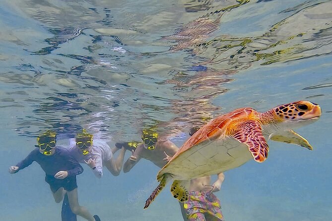 Flamingos & Snorkeling with Turtles: South Bonaire Full Experience