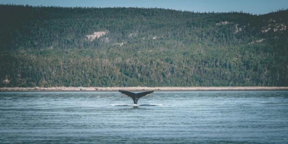 Whale-Watching Voyage: Minke & Humpback in the Sound